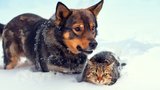 Jak nejlépe chránit kočky a psy před mrazem a sněhem