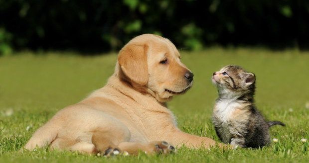 Psi i kočky je teď potřeba chránit před klíšťaty i blechami.