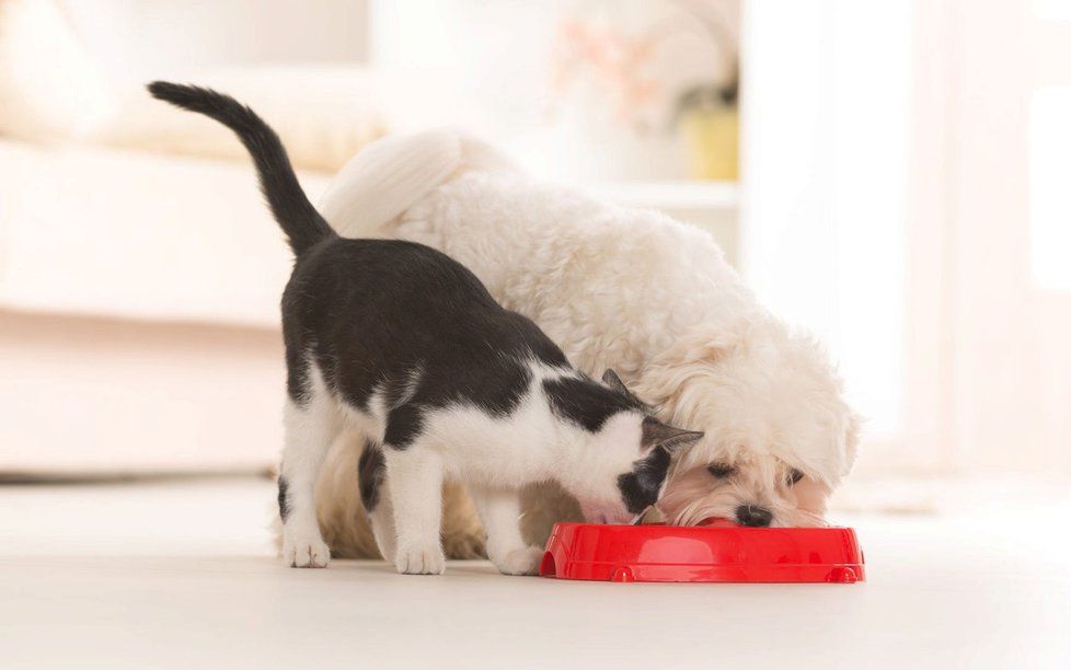 Pes a kočka mohou žít bez problémů společně v jedné domácnosti.