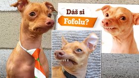 Šišlající pes Štefan z české reklamy: On fakt exiftuje! Žije v San Francisku