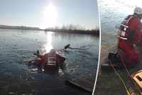 Ovčák v Chlumci uvíznul v ledu: Záchrana a dojemná slova majitelky