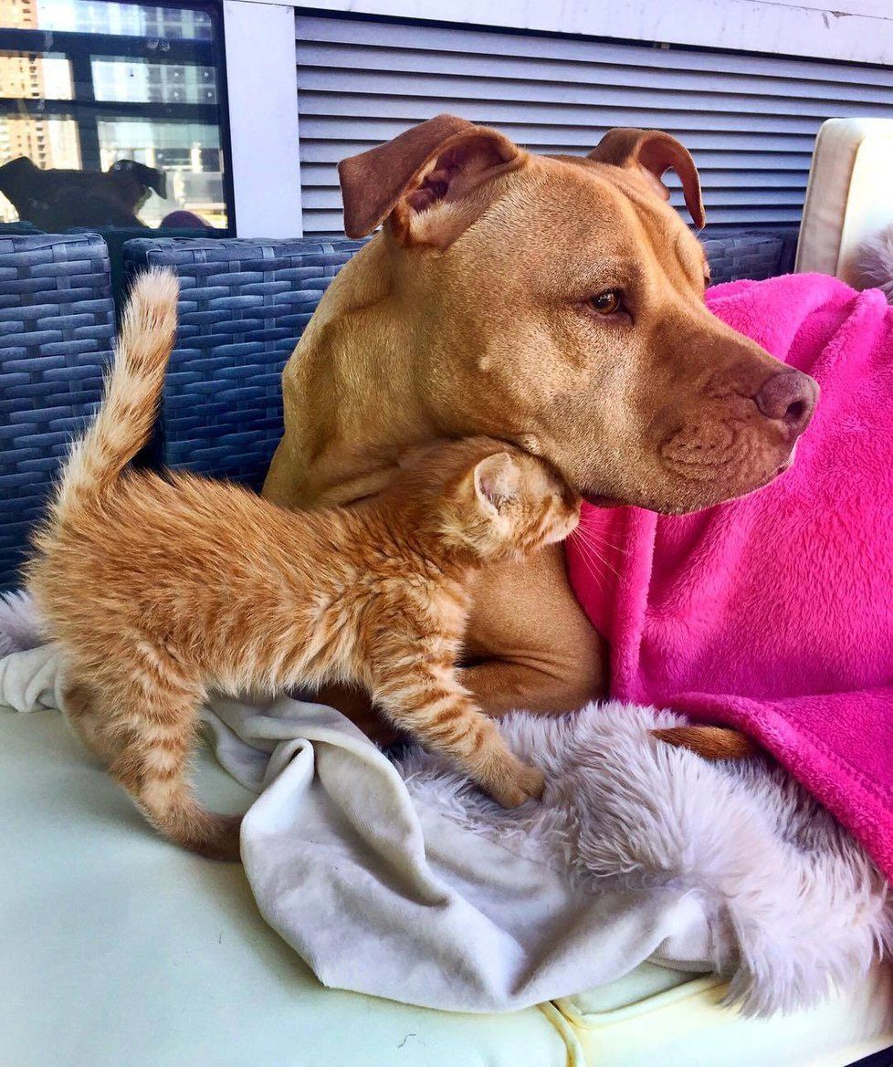 Bubba, pitbul zachráněný současnou majitelkou z útulku, byl vždy kočkami posedlý.