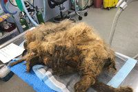 Jako medvěd: 9 kilo srsti tuhle fenku zachránilo před smrtí!