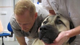 Odběr krve u psího pacienta
