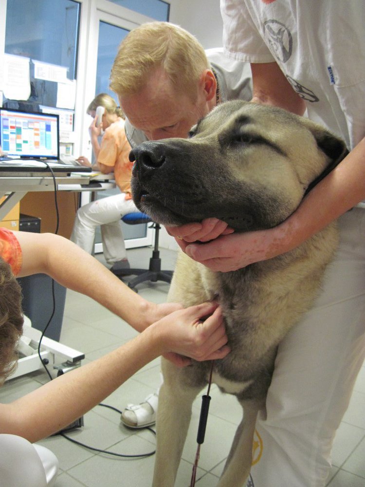 Odběr krve u psího pacienta