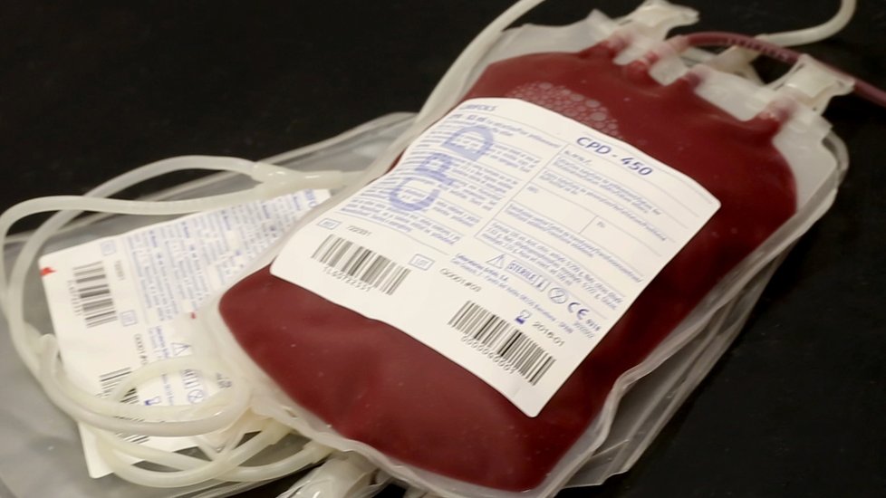 Také psi darováním krve zachraňují v Praze životy.