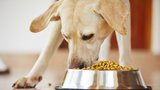 Drahé psí granule nezaručí kvalitu. Jak najít ty správné?