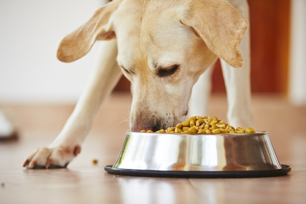 Před výcvikem by neměl pes jíst. Může dojít k otočení žaludku.