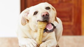 Je dobré vědět, čím psa krmíte, aby byl v dobré formě a dlouho žil.