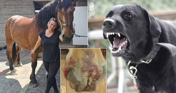 Do dvou koní u Karviné se zahryzl pes: Z díry v ruce jezdkyni lezly žíly, popsala kamarádka Milena