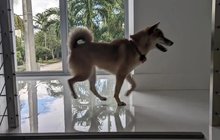 Shiba-inu jménem Sputnik: Prokousal kovovou mříž!