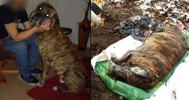 Ubodal psa k smrti: Udala ho vlastní dcera, tělo zvířete museli exhumovat 