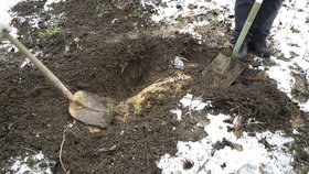 Muž psa pohřbil v mělkém hrobě v parku.
