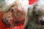 Foto jen pro silné povahy: Maltézského psíka zachránila před smrtí na ulici kolemjdoucí. Žrali ho červi zaživa.