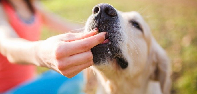 Motivujte psa při tréninku: 5 tipů na odměny, za které udělá psí kusy