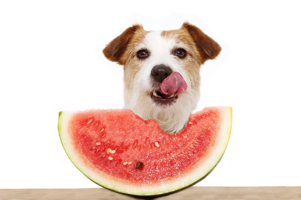 Pokud má váš pejsek rád meloun, dávejte mu jen červenou dužninu, semínka by mu mohla ublížit