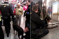 Pes vběhl do kolejiště metra, ale podařilo se ho zachránit!