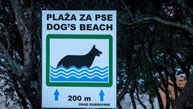 V zahraničí mají psi speciální pláže, mohou tu i surfovat