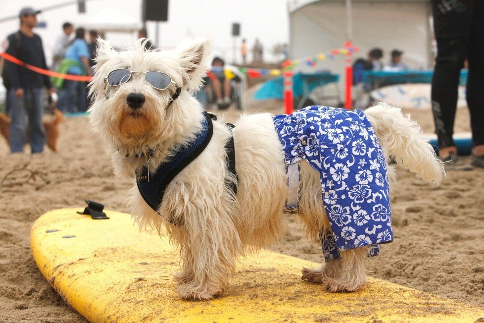 V zahraničí mají psi speciální pláže, mohou tu i surfovat