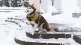 Zima trápí i psy: Jak ochránit tlapky před mrazem a solí