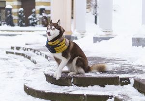 Nenechte své mazlíčky zbytečně trpět.