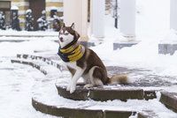 Zima trápí i psy: Jak ochránit tlapky před mrazem a solí