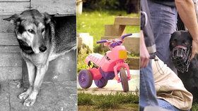 Volné pobíhajících pes i domácí mazlíček: Podívejte se na sedm děsivých případů, kdy pes zabil malé dítě!