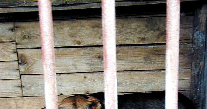 8. března 2002 volně pobíhající německý ovčák zabil v Rumburku na Děčínsku sedmiletého chlapce.