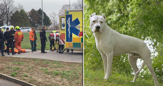 Argentinská doga na severu Čech vážně pokousala důchodkyni (ilustrační foto)