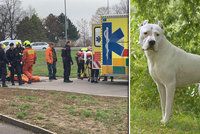 Ženu (91) z Českolipska potrhal agresivní pes: Život jí zachránil Martin s Lenkou, přesto skončila na JIP