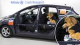 Crash test: Co napáchá nepřipoutaný mazlíček při dopravní nehodě?!