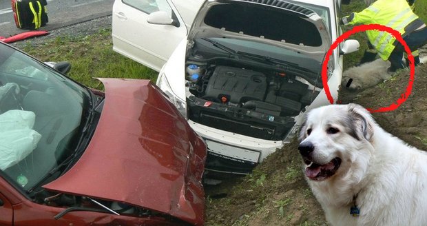 Velká psí tragédie: Bouračku tří aut nepřežil pyrenejský horský pes, který jel na výstavu 