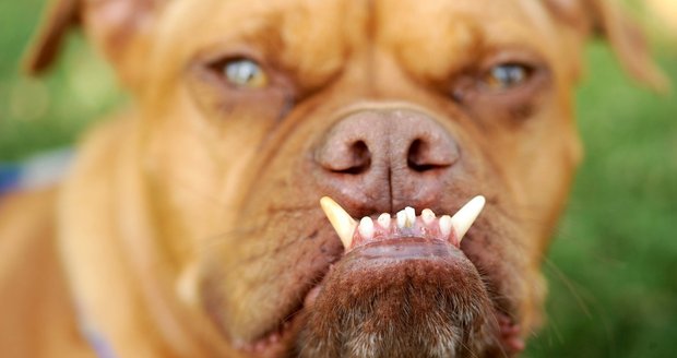 Kříženec boxera Pabsta - vítěz soutěže o nejošklivějšího psa