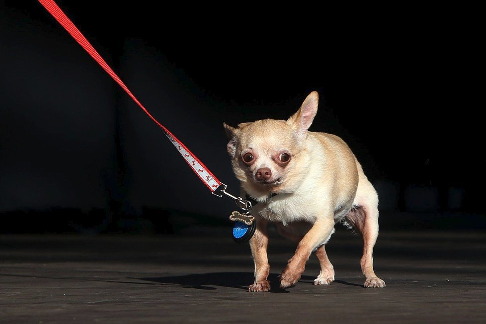 Účastníci soutěže nejošklivější pes.