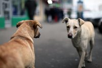 Senior nezvládl venčení svých psů: Zvíře pokousalo muže a nebylo očkované!