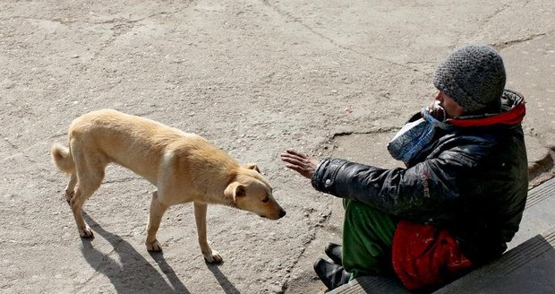 Život pouličních psů v Bukurešti