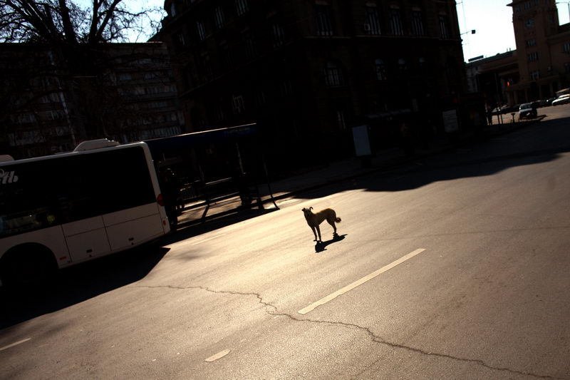 Život pouličních psů v Bukurešti