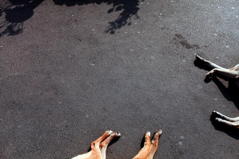 Život pouličních psů v Bukurešti