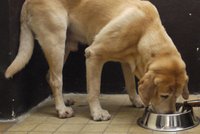 Čtenáři: Granule ze supermarketů škodí psům!