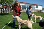 Výcvik vodících psů: Psí šampioni v ulicích