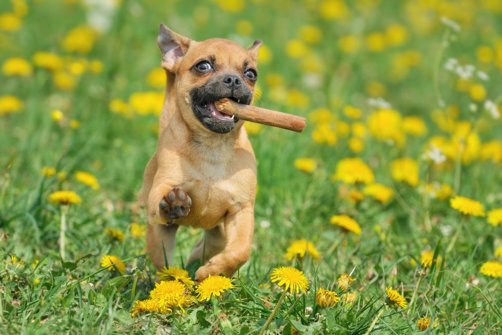Psi si mohou poranění přivodit při pohybu v trávě.