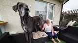 Největší pes na světě si žádá oběti! Krachují kvůli němu vztahy i bankovní účty