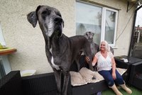 Největší pes na světě si žádá oběti! Krachují kvůli němu vztahy i bankovní účty