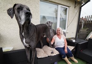 Největší pes na světě
