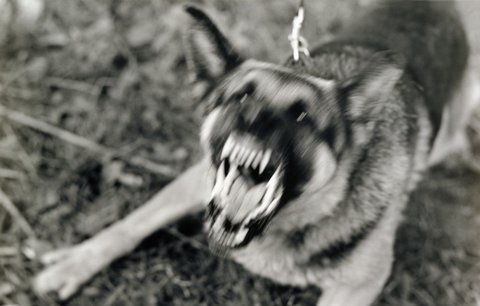 Jůlinku (9) v Lipně vážně pokousali psi: Bránila mladšího bratra!
