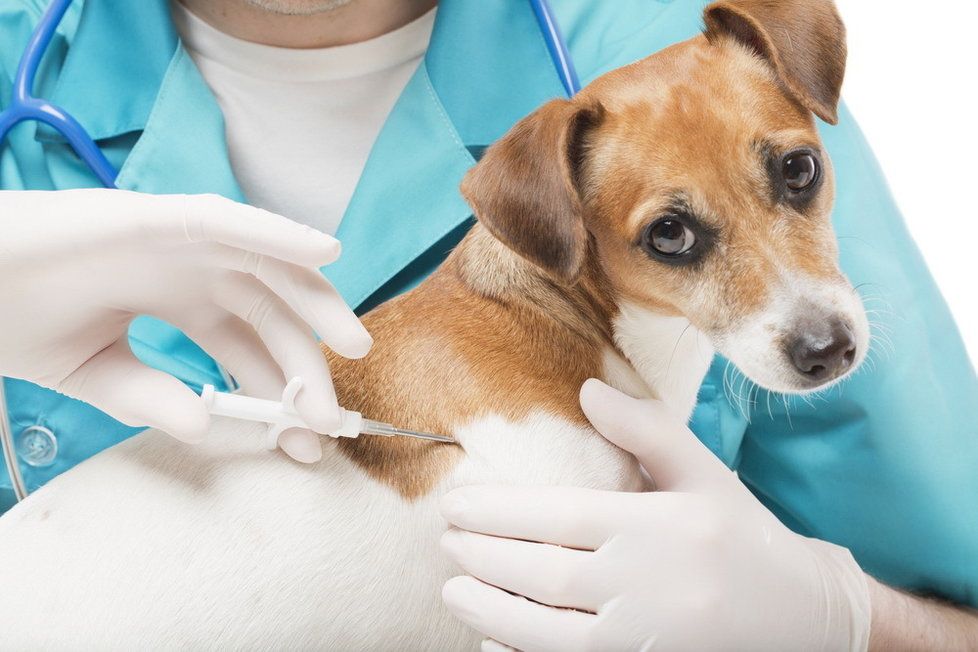 Veterináři se obávají, že přibývá lidí, kteří odmítají očkování svých mazlíčků.