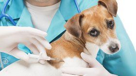 Veterináři se obávají, že přibývá lidí, kteří odmítají očkování svých mazlíčků.