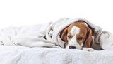 I psům hrozí virózy a nachlazení. Z neléčeného kašle je snadno zápal plic