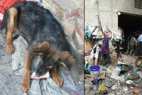 Špína a vzteklina: Podnikavci vozí toulavé psy z ciziny, pak žebrají o peníze
