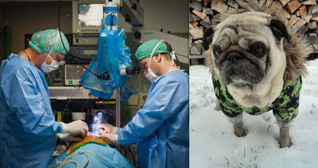 Český neurochirurg pomáhá zachraňovat i zvířata: Operuje mozky psům 